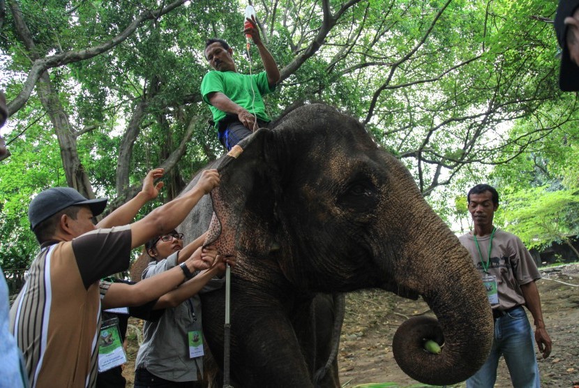 Peserta yang terdiri dari dokter hewan dan pawang gajah Perhimpunan Kebun Binatang se-Indonesia (PKBSI) mengikuti pelatihan manajemen gajah di Taman Satwa Taru Jurug, Solo, Jawa Tengah, Jumat (22/4). 