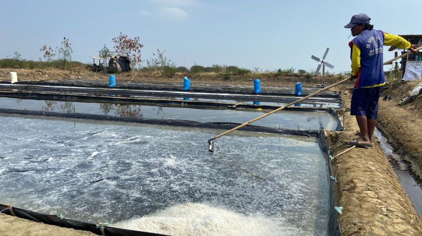 Petambak garam di Desa Rawaurip, Kecamatan Pangenan, Kabupaten Cirebon, sedang memanen garam. 