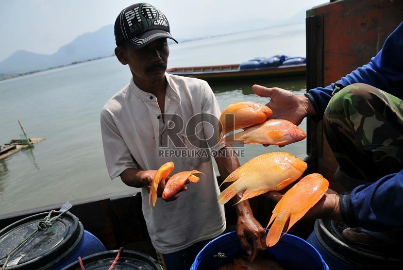 Petambak keramba apung memanen ikan mas yang dibudidayakan dengan tambak keramba apung di Waduk Jatiluhur, Purwakarta (Ilustrasi)  (Republika/Prayogi)