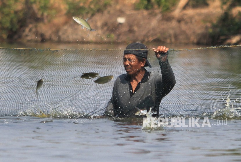 Petambak memanen ikan bandeng di Indramayu, Jawa Barat, Selasa (15/10/2019). 
