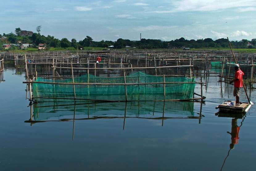 Petambak memanen ikan tawar di kawasan tambak Danau Antang, Kecamatan Manggala, Makassar, Sulawesi Selatan, Sabtu (19/11). 