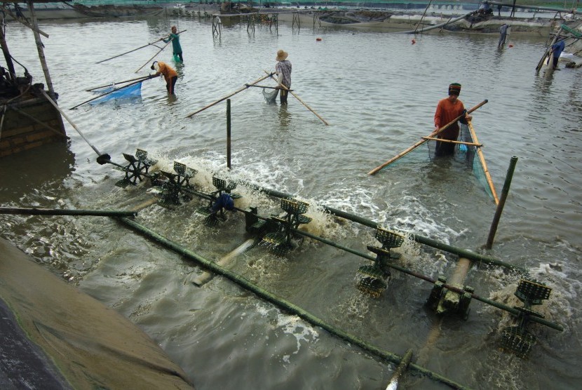 Petambak memanen udang vename di tambak Desa Polagan, Galis, Pamekasan, Jawa Timur, Kamis (19/1). 