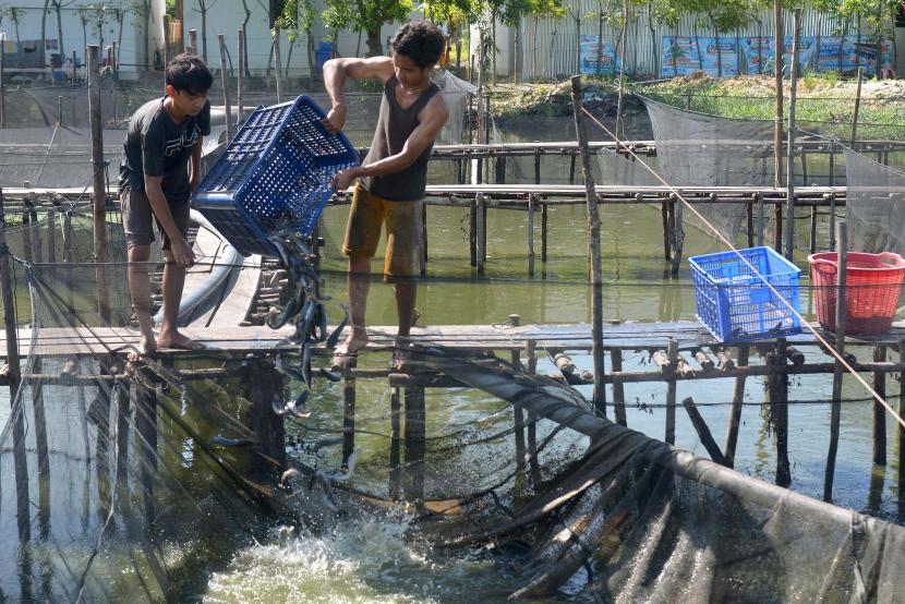 Petambak memindahkan ikan lele seusai disortir saat panen di Desa Rima Keuneurum, Kecamatan Peukan Bada, Kabupaten Aceh Besar, Aceh, Selasa (8/12). Menteri Kelautan dan Perikanan Sakti Wahyu Trenggono mengusulkan penurunan suku bunga Kredit Usaha Rakyat (KUR) dari 6 persen menjadi 3 persen per tahun.