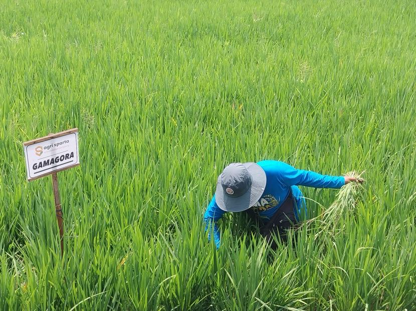 Petani asal Dusun Guyung, Gerih, Ngawi, Jawa Timur, Gemin (55 tahun) beraktifitas di lahan padi yang ditanami padi varietas Gamagora 7, Rabu (1/11/2023). 