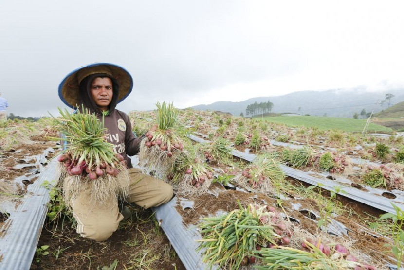 Petani bawang merah di Solok, Sumatra Barat, sedang panen raya.