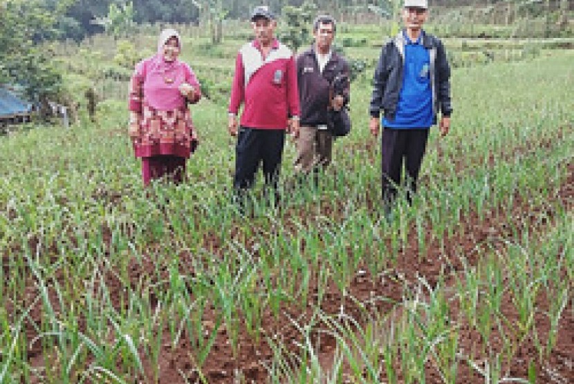 Petani bawang putih di Krucil Probolinggo