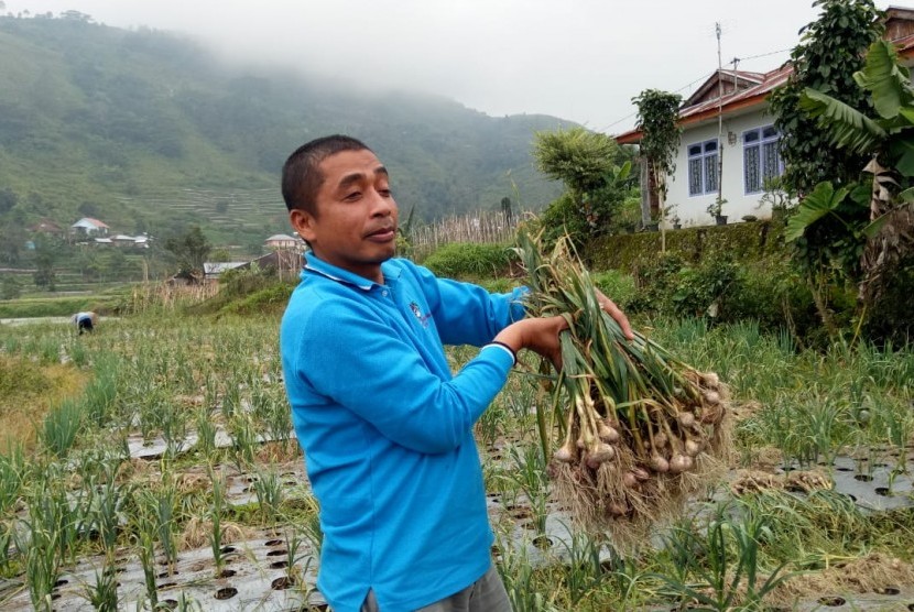 Petani bawang putih menikmati panen.