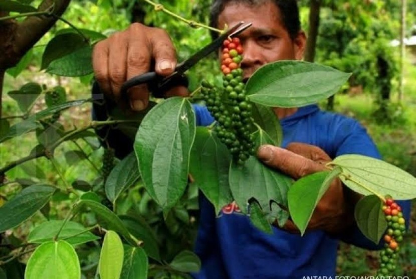 Petani Belitung memanen lada.