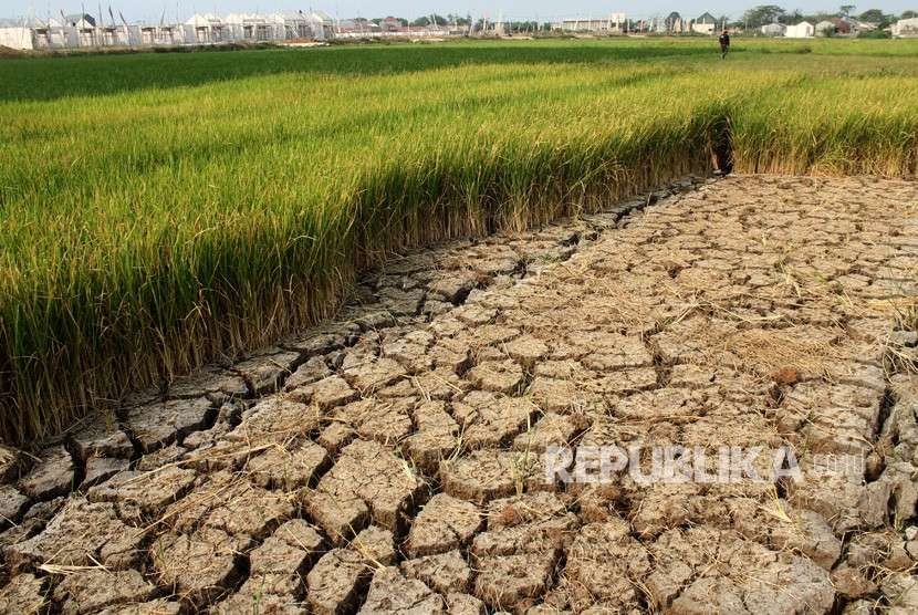 Petani beraktivitas di area persawahan yang mengalami kekeringan di Kabupaten Bekasi, Jawa Barat, Senin (6/8).