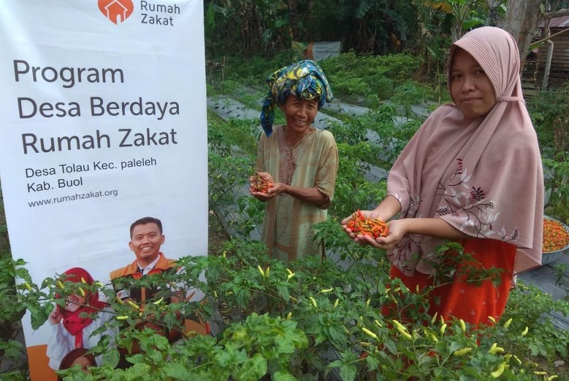 Petani Berdaya binaan Rumah Zakat di Desa Berdaya Desa Tolau Kec. Paleleh Kab. Buol  Sulawesi Tengah Panen cabai rawit.