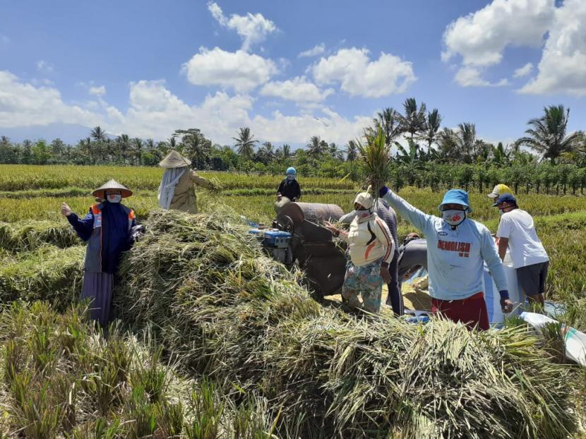 Petani berdaya binaan Rumah Zakat mengadakan panen raya di tiga desa berdaya di Pulau Jawa pada Kamis, (23/4). Panen raya tersebut sebagai salah satu upaya ketahanan pangan di tengah pandemik covid-19.