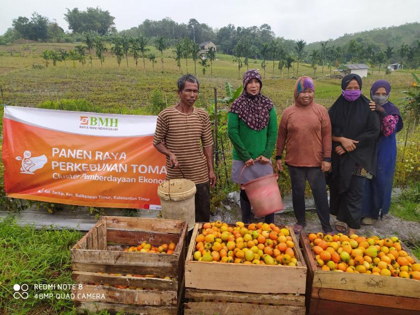 Petani binaan BMH di Teritip,  Balikpapan Timur, Kalimantan Timur, panen tomat, Jumat (28/1).