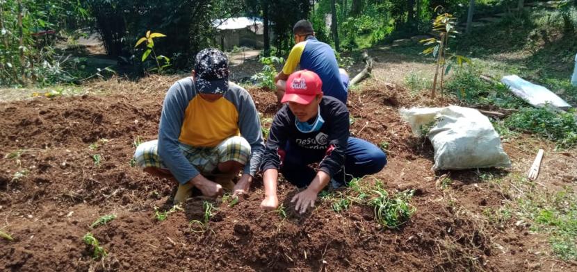 Petani binaan Rumah Zakat mengembangkan budidaya ubi madu di Dusun Warak, Kelurahan Dukuh, Kecamatan Sidomukti, Kota Salatiga. Senin sore (29/6),