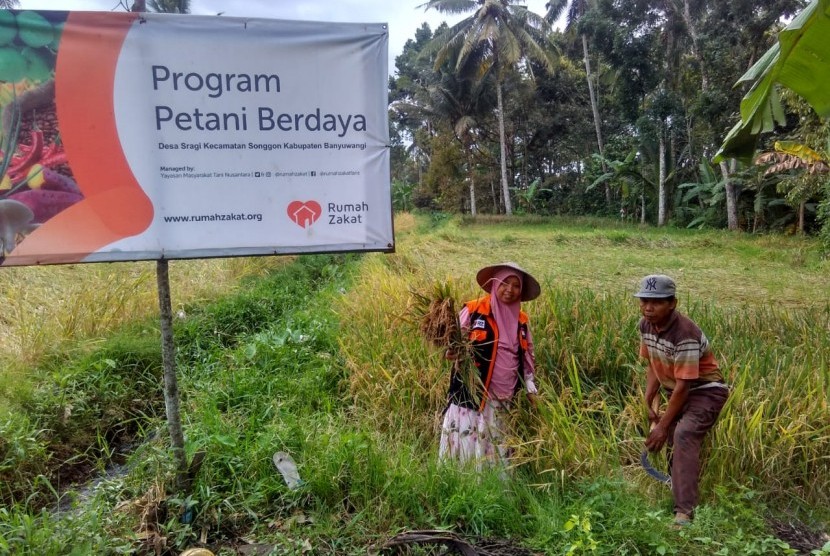 Petani binaan Rumah Zakat panen beras merah.