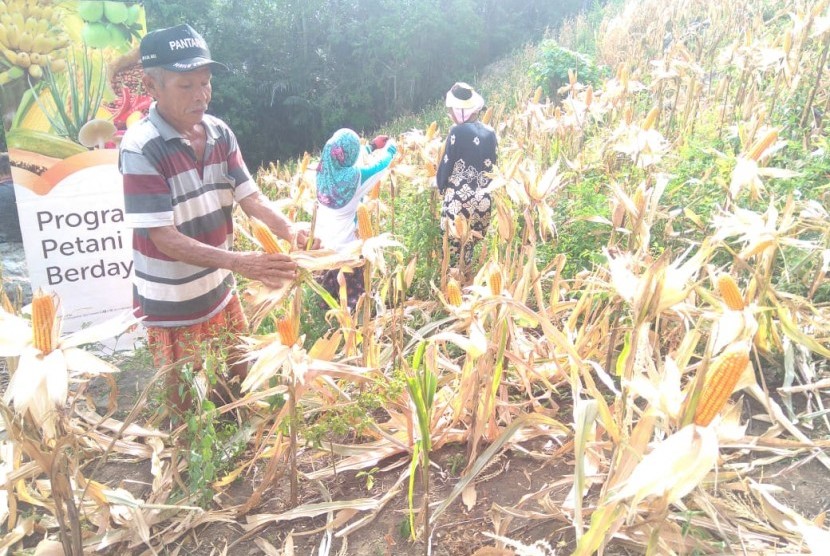 Petani binaan Rumah Zakat panen jagung kurang lebih 9 ton.