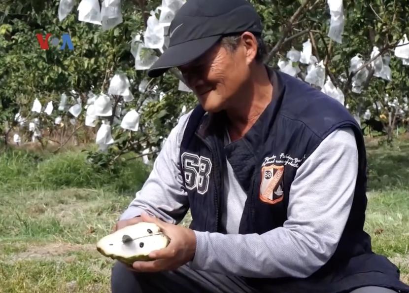 Petani buah di Taiwan merasa terperangkap dalam ketegangan politik antara Cina dan Taiwan. 