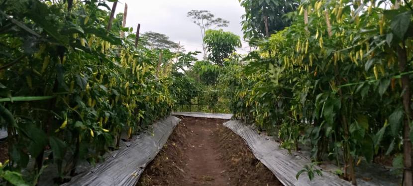 Petani cabai di daerah sentra sepakat mengamankan pasokan cabai.