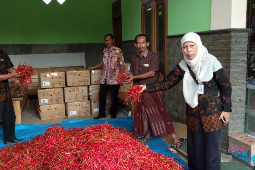 Petani cabai di Tuban Jawa Timur