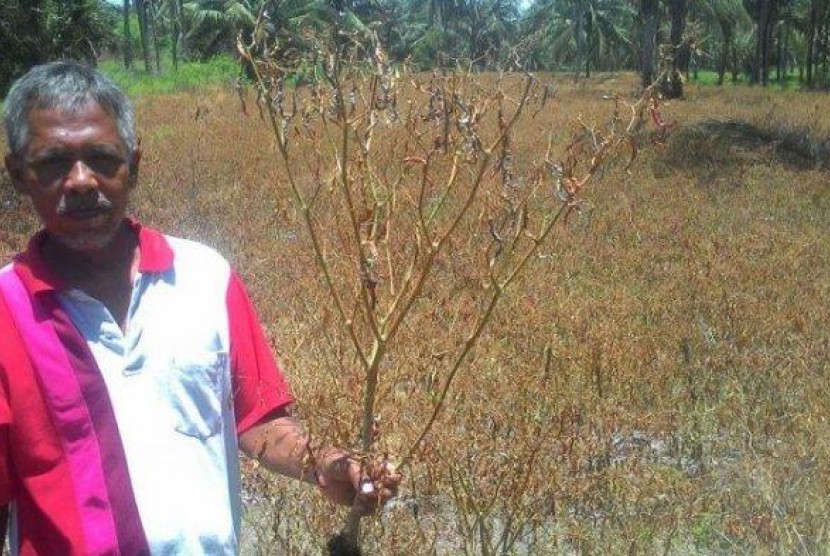 Petani champion cabai di Kulonprogo, Sukarman membantah matikan tanaman cabai miliknya. Tanaman cabai sudah melewati panen dan akan diganti dengan semangka.