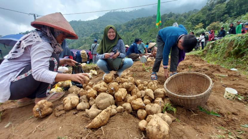 Petani Desa Sepakung, Kecamatan Banyubiru, Kabupaten Semarang memanen ubi jalar pada lahan pertaniananya.