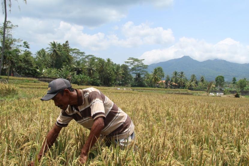 Petani di Desa Bagelen dan Kebagusan, Gedongtataan, Kabupaten Pesawaran, Lampung manfaatkan air limbah pabrik karet untuk sawahnya. 