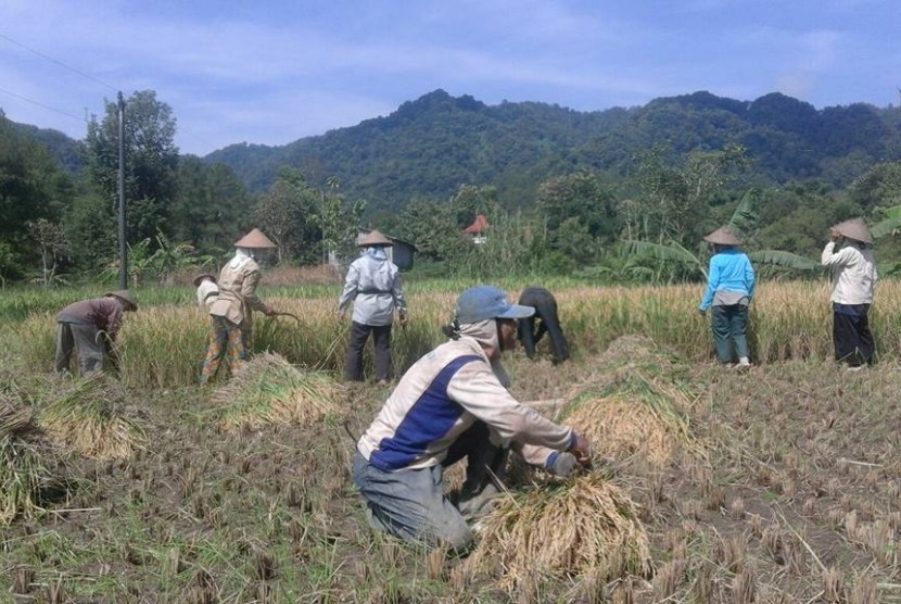 Petani di Desa Gemilang menggunakan pupuk organik.