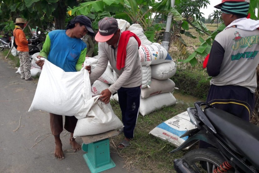 Petani di Desa Panyindangan Kulon, Kecamatan Sindang, Kabupaten Indramayu sedang menimbang gabah yang baru mereka panen, Kamis (28/3). Bulog Indramayu siap lakukan penyerapan maksimal untuk antisipasi anjloknya harga gabah.