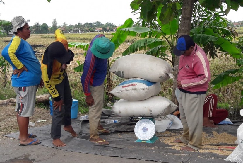 Petani di Desa Panyindangan Kulon, Kecamatan Sindang, Kabupaten Indramayu sedang menimbang gabah yang baru mereka panen, Kamis (28/3). Bulog Indramayu siap lakukan penyerapan maksimal untuk antisipasi anjloknya harga gabah. 