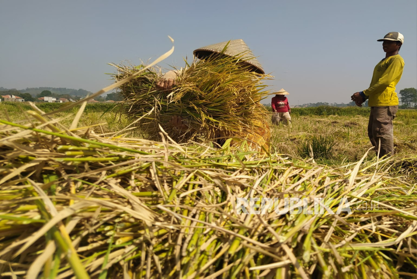 Petani di Kabupaten Bandung Barat Sedang Panen. Produksi Beras di KBB Berdasarkan Data Mengalami Surplus di Tahun 2024