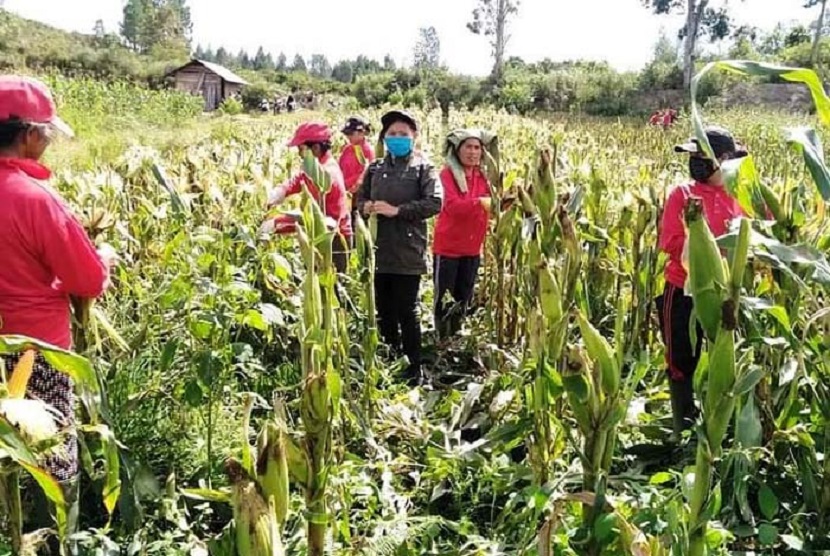 Petani di Kabupaten Humbang Hasundutan (Humbahas) antuasias mengikuti Sekolah Lapang (SL) komoditas jagung pada lokasi pengembangan lumbung pangan baru (food estate) di Provinsi Sumatra Utara.