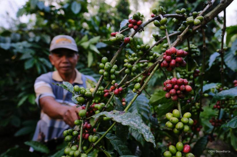 Petani di Kabupaten Malang melakukan budidaya kopi.