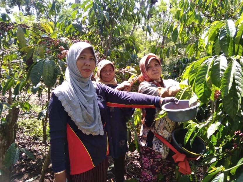 Petani di Kabupaten Malang melakukan budidaya kopi