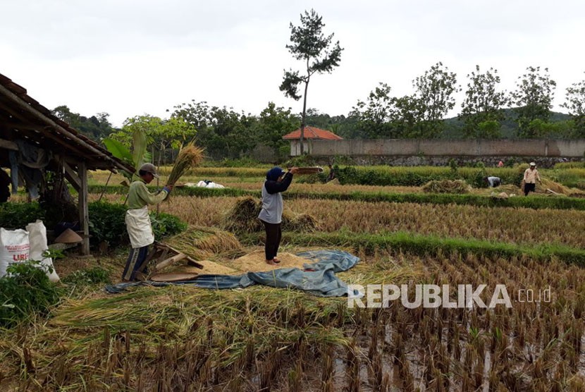 Petani di Kampung Ciseupan, Desa Ciracas, Kecamatan Kiarapedes, Kabupaten Purwakarta, sedang panen raya, Selasa (17/1). Saat ini harga gabah di wilayah tersebut masih cukup tinggi, mencapai Rp 6.500 per kilogram dalam kondisi kering. 