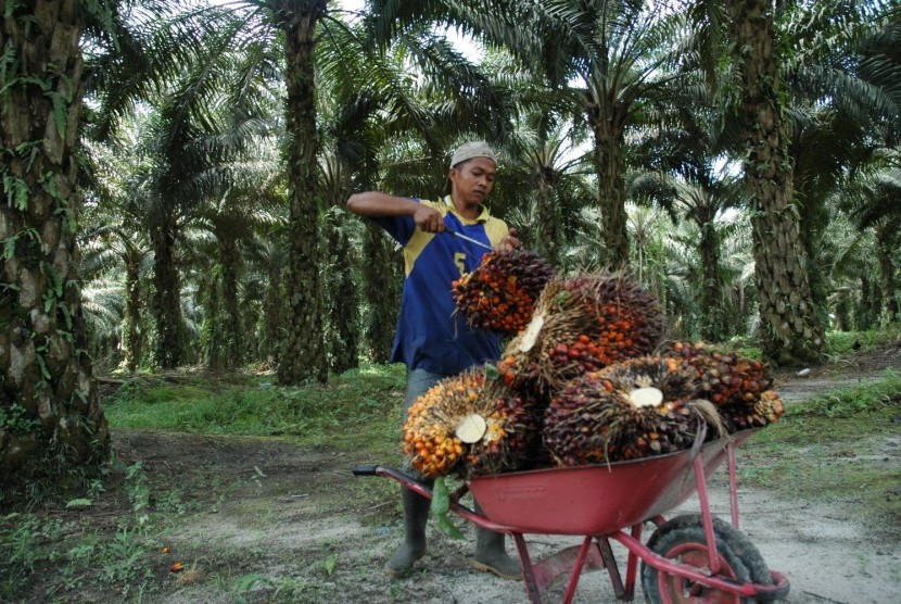 Petani di kebun sawit (Ilustrasi). Distan Mukomuko, Provinsi Bengkulu, mengembalikan dana peremajaan sawit.