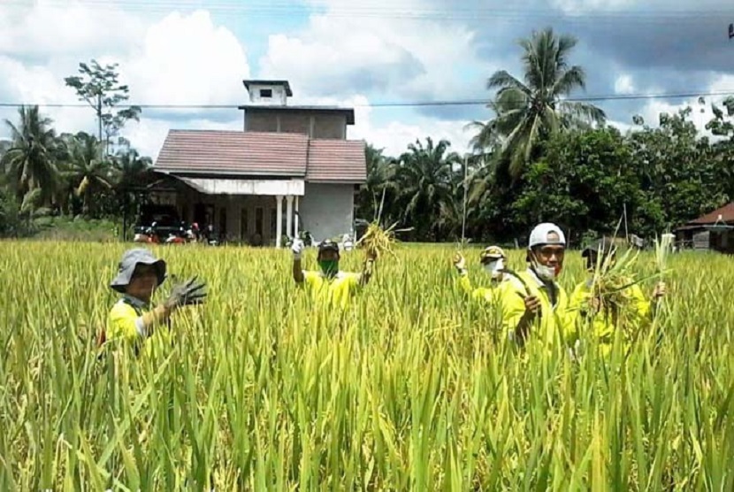 Petani di Kecamatan Dusun Tengah, Barito Timur, Kalteng panen padi bebas residu didampingi penyuluh BPP Dusun Tengah