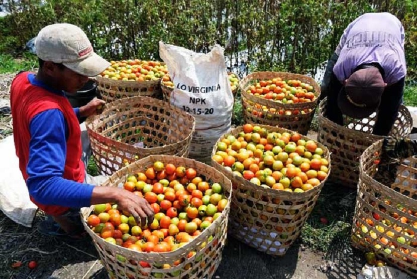 petani di Kecamatan Oba Utara di Kota Tidore Kepulauan yang melaksanakan panen tomat seluas 0,25 hektar di Desa Gosale