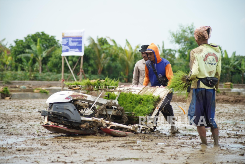 Petani di Kecamatan Tukdana, Kabupaten Indramayu menerapkan sistem Irigasi Padi Hemat Air (IPHA). 