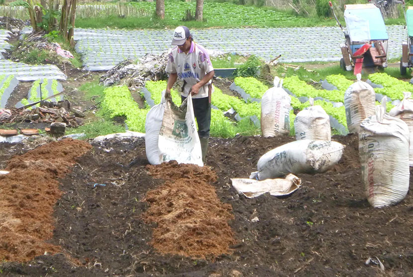 Petani di Maribaya, Lembang, Jawa Barat menabur pupuk organik di lahan pertanian