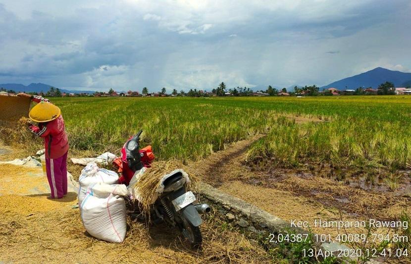 Petani di Sungai Penuh, Jambi, melakukan panen di tengah pandemi Covid-19.