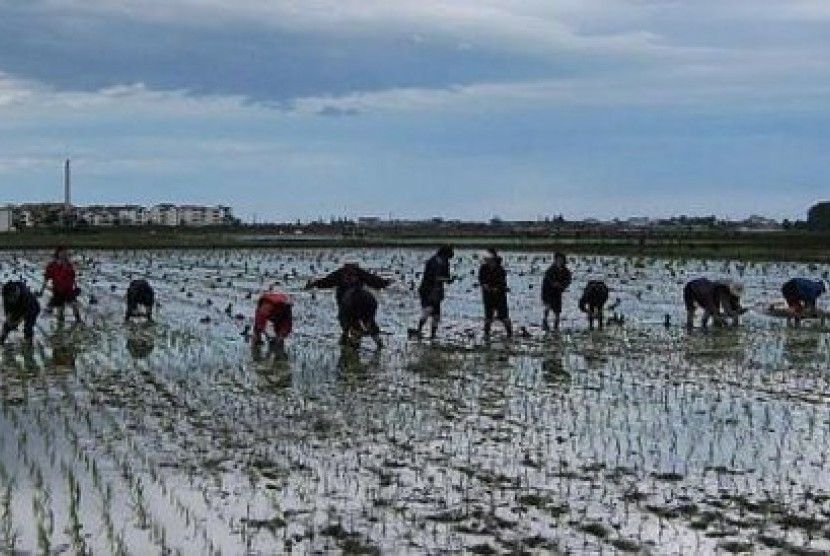 Petani di wilayah Hamhung, Korea Utara, sedang menanam benih padi di sawah berlumpur.