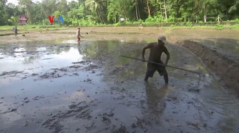 Petani di Srilanka