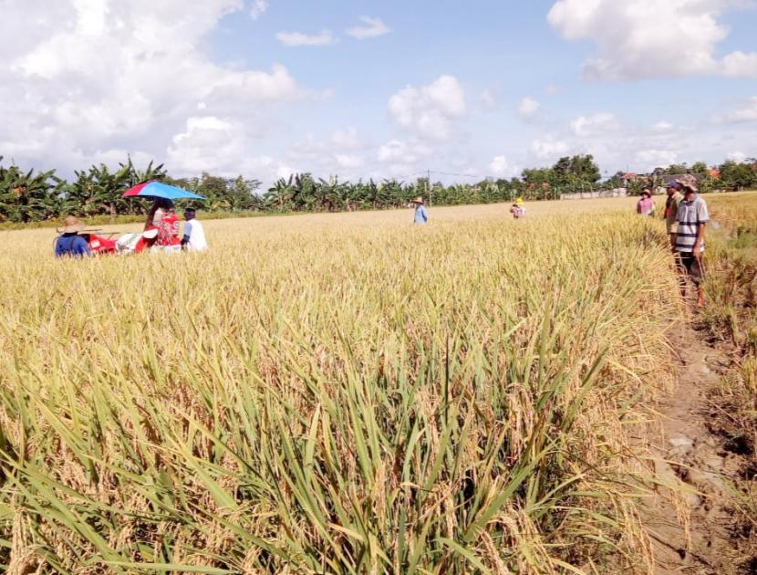 Tingkatkan Produksi Petani Madura Manfaatkan Padi Hibrida Republika Online