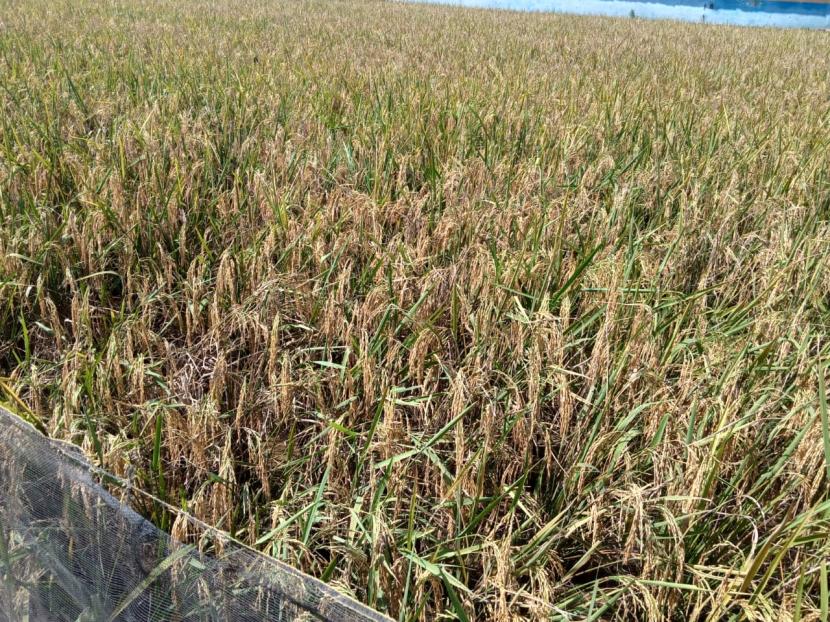 Petani Indramayu tetap melakukan panen raya padi dan jagung di tengah pandemi corona.