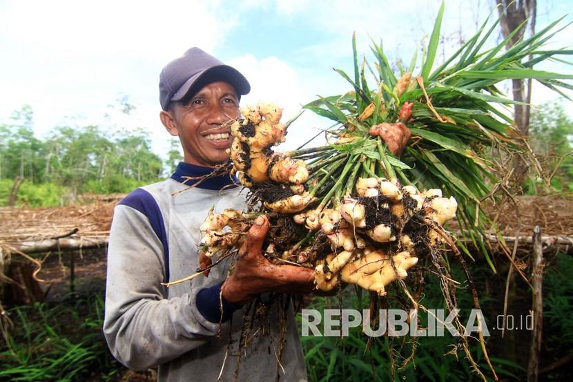 Petani jahe Mansur (40 tahun) memperlihatkan tanaman jahe hasil panen dari kebunnya di Desa Pasak Piang, Kecamatan Sungai Ambawang, Kabupaten Kubu Raya, Kalimantan Barat, Kamis (2/7/2020). Jahe  merupakan tanaman yang paling sering dipakai dalam membuat jamu.