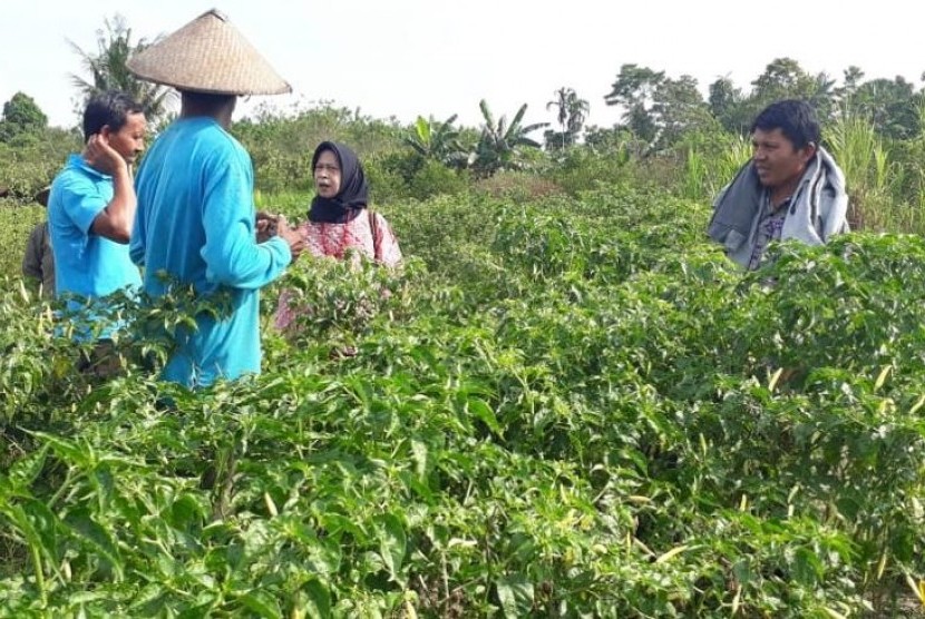 Petani Jayapura menanam aneka sayuran