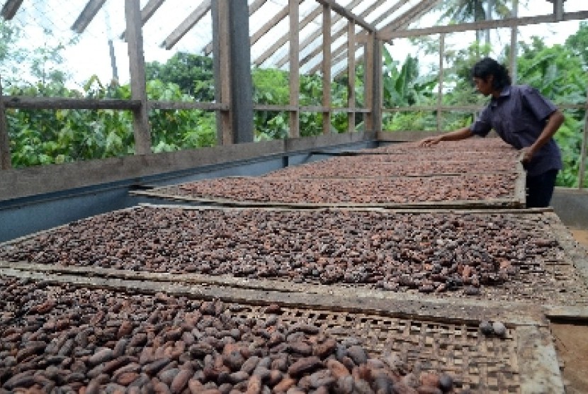 Petani kakao (ilustrasi).