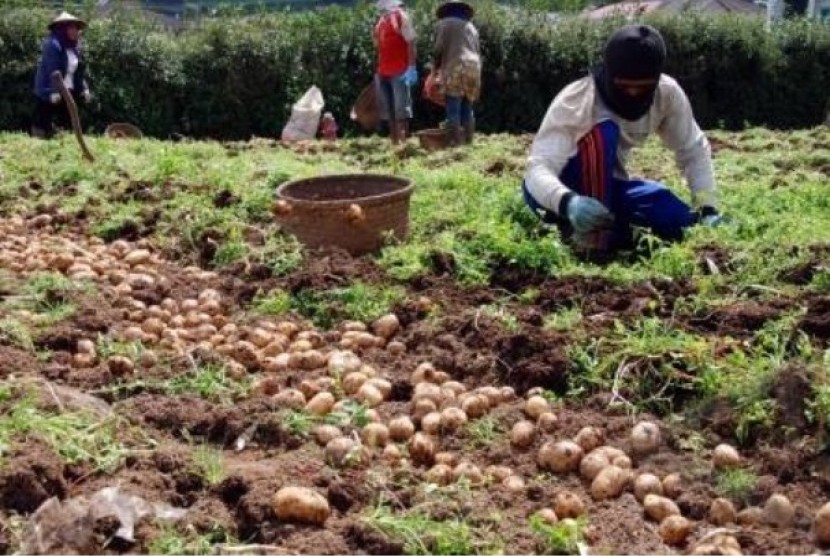 Petani kentang di Pegunungan Dieng,Jawa Tengah.