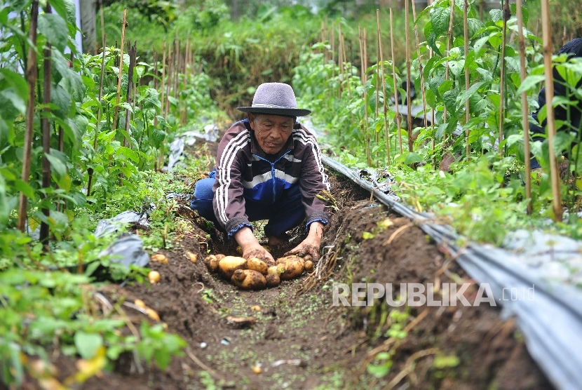 Petani kentang melakukan panen kentang di Kampung Panyingkiran, Desa Sukawargi, Kecamatan Cisurupan, Kabupaten Garut, Jawa Barat, Kamis (19/10).