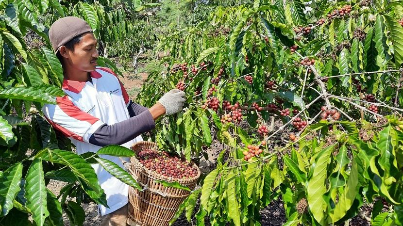 USAID meluncurkan program baru untuk mempromosikan produksi kakao dan kopi berkelanjutan di Indonesia