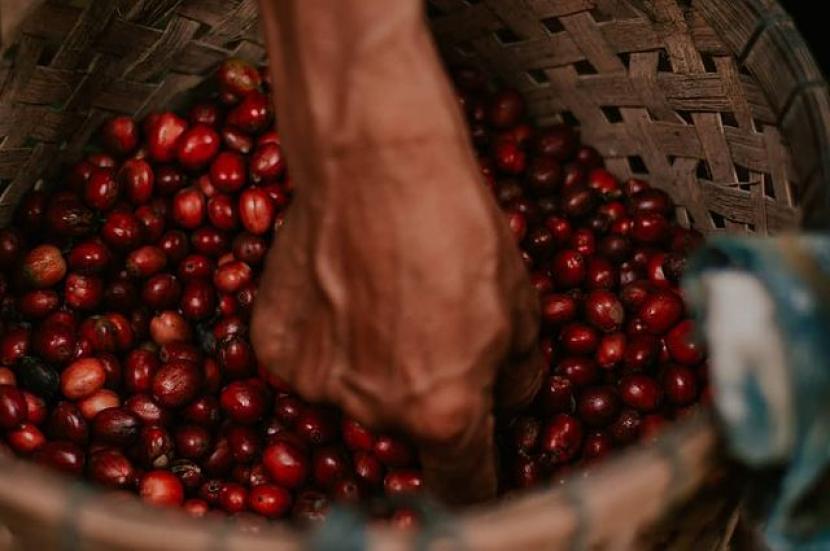 Petani kopi di Desa Muncar, Temanggung, Jawa Tengah. (ilustrasi). 